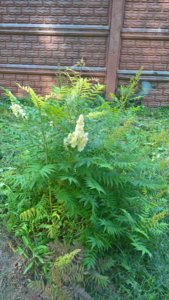 WP_20190704_14_46_25_Pro.jpg