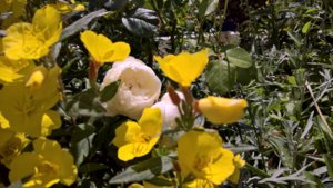 WP_20190704_12_51_56_Pro_LI.jpg