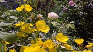 WP_20190704_12_52_13_Pro_LI.jpg