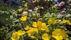 WP_20190704_12_52_23_Pro_LI.jpg