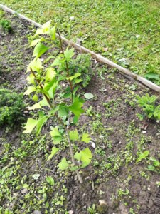 IMG_20190630_084705.jpg