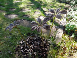 20170525_085445.jpg