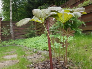 20170604_113721.jpg
