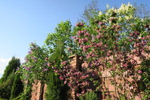 IMG_5981.JPG
