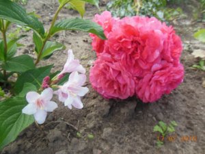 Rosarium Uetersen и вейгела.jpg
