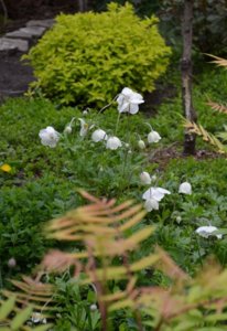 DSC_0470.JPG