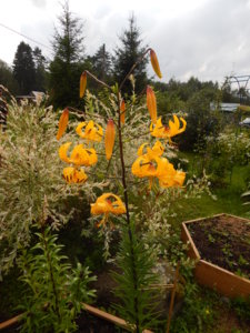 DSCN9271.JPG