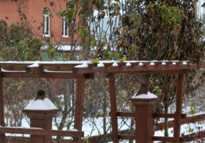 DSC_0247.JPG