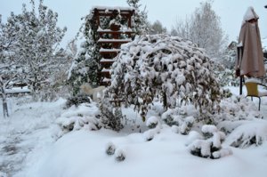 DSC_0101.JPG