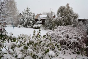 DSC_0103.JPG
