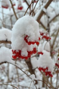 DSC_0121.JPG