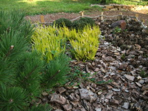 DSCF6449.JPG