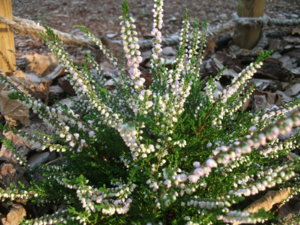 DSCF6454.JPG
