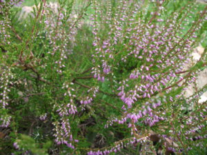DSCF5686.JPG