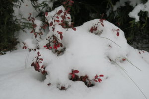 IMG_3814.JPG