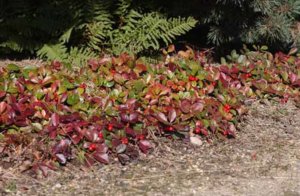 Gaultheria_procumbens-165304.jpg