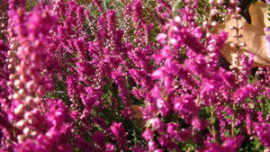 PIC_0485.JPG