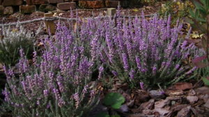 PIC_0493.JPG