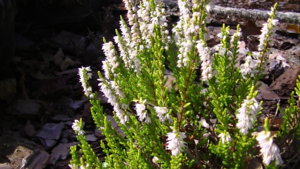 PIC_0496.JPG