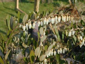 217_0_Chamaedaphne-calyculata-Nana-Torfgraenke.JPG