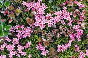 brusnika_flowers (1).jpg