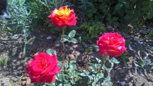 WP_20190702_09_58_12_Pro_LI.jpg