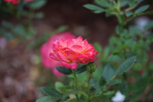 IMG_9093.JPG