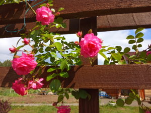 IMG_20190708_144250.jpg
