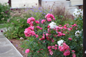 IMG_9034.JPG