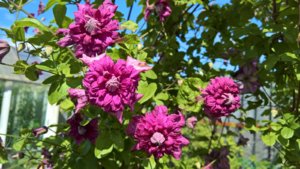 клематис Purpurea Plena Elegans.jpg