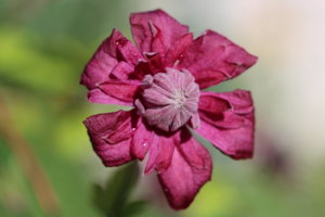 IMG_8479.JPG