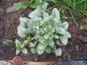 2018.06.02 Бруннера Brunnera-Looking-Glass Уч.№ 1_ CIMG2748.JPG