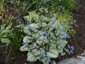 2019.06.30 Уч № 1 Бруннера Brunnera-Looking-Glass_ DSCF3939.JPG
