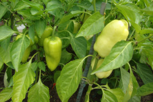 перцы.jpg