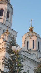 магнолия Суланжа 26.04 (4).jpg