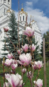 Магнолия Суланжа видовая 12.04 (7).jpg