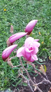 20180414_184357.jpg
