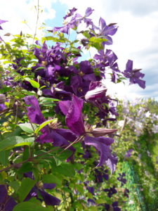20190716_141842.jpg