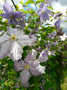 20190716_141915.jpg