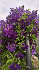 WP_20190717_14_03_16_Pro_LI.jpg