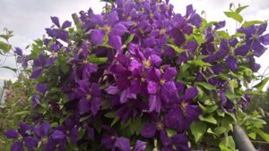 WP_20190717_14_03_28_Pro_LI.jpg