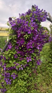 WP_20190717_14_04_09_Pro_LI.jpg