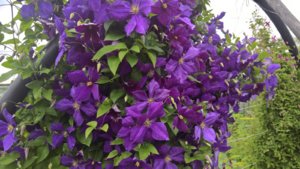 WP_20190717_13_51_19_Pro_LI.jpg