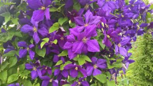 WP_20190717_13_51_31_Pro_LI.jpg