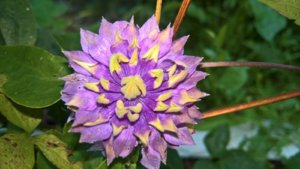 WP_20190717_13_49_09_Pro_LI.jpg