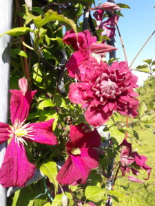20190714_085658.jpg