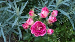 WP_20190711_14_23_36_Pro_LI.jpg