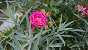 WP_20190711_14_23_42_Pro_LI.jpg