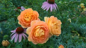WP_20190717_13_54_37_Pro_LI.jpg