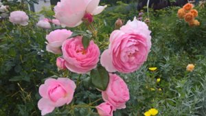 WP_20190717_13_52_08_Pro_LI.jpg